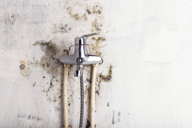 Best Mold Testing  in Wellman, IA