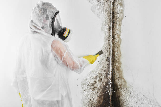 Office Mold Removal Services in Wellman, IA