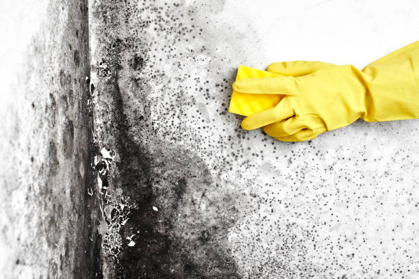 Best Mold Remediation  in Wellman, IA