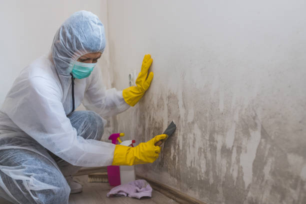 Best Certified Mold Removal  in Wellman, IA