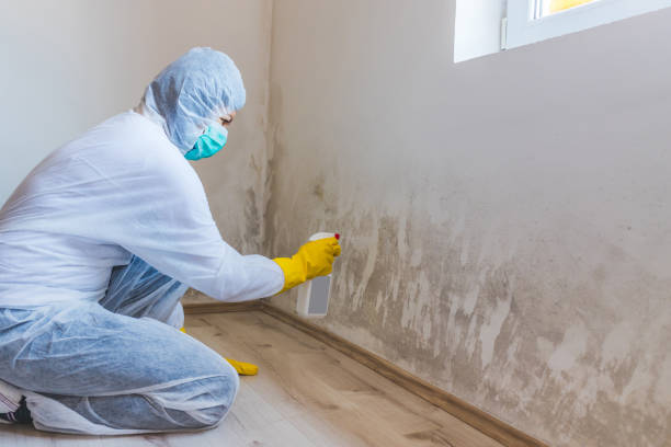 Best Mold Removal Process  in Wellman, IA
