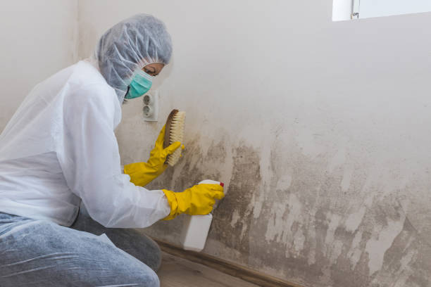 Best Black Mold Removal  in Wellman, IA
