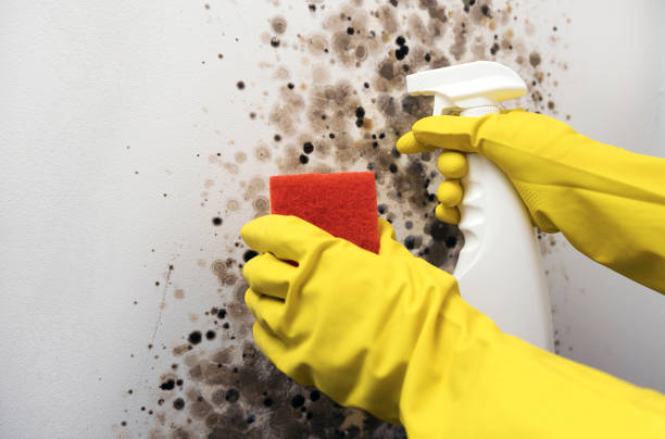 Wellman, IA Mold Removal Company