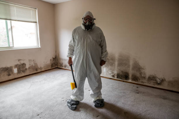 Best Water Damage Restoration  in Wellman, IA